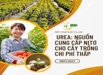 Urea: Phân Bón Nitơ Chi Phí Thấp với Yêu Cầu Quản Lý Đặc Biệt